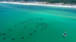 TURTLE REEF : Destin Snorkeling
